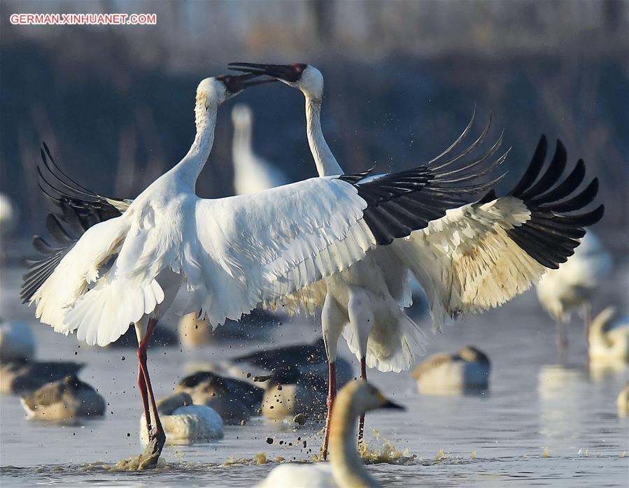 CHINA-NANCHANG-POYANG LAKE-WHITE CRANE(CN)