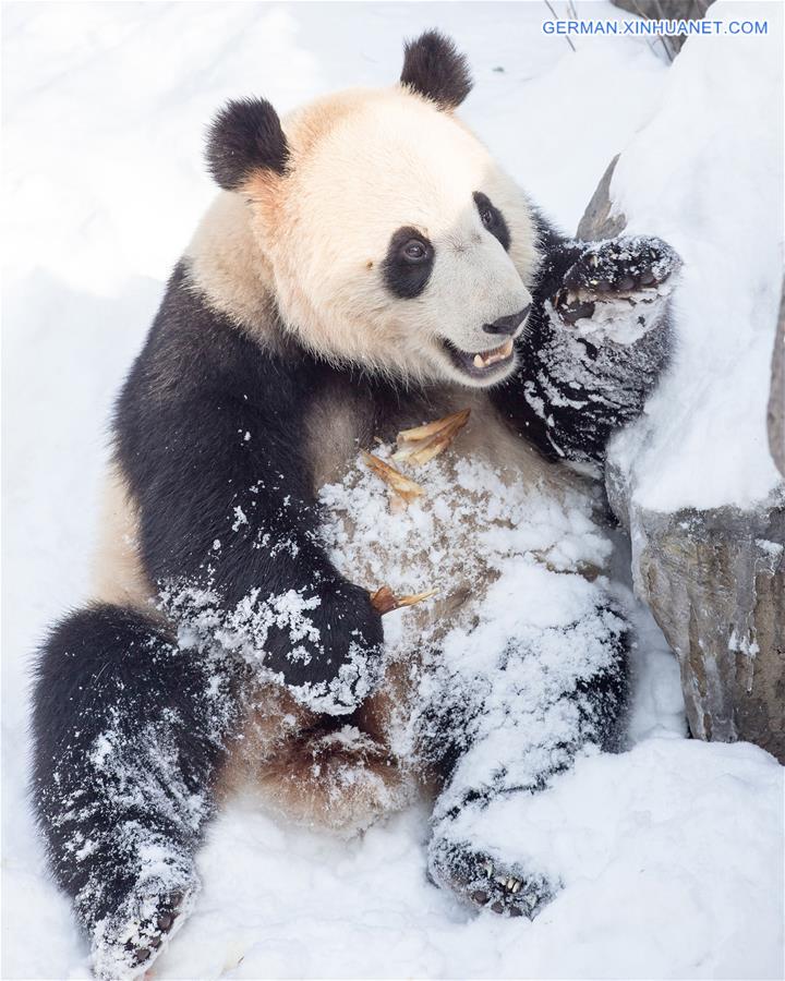 #CHINA-NANJING-SNOW-GIANT PANDA (CN)