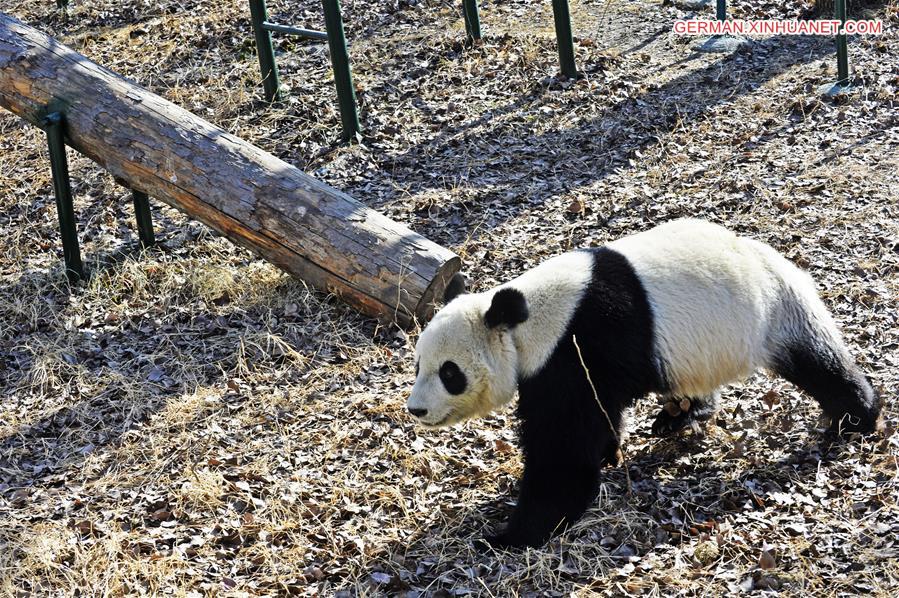 #CHINA-TIANJIN-GIANT PANDA(CN)