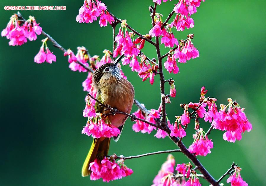 CHINA-FUZHOU-BIRDS-FLOWER (CN)