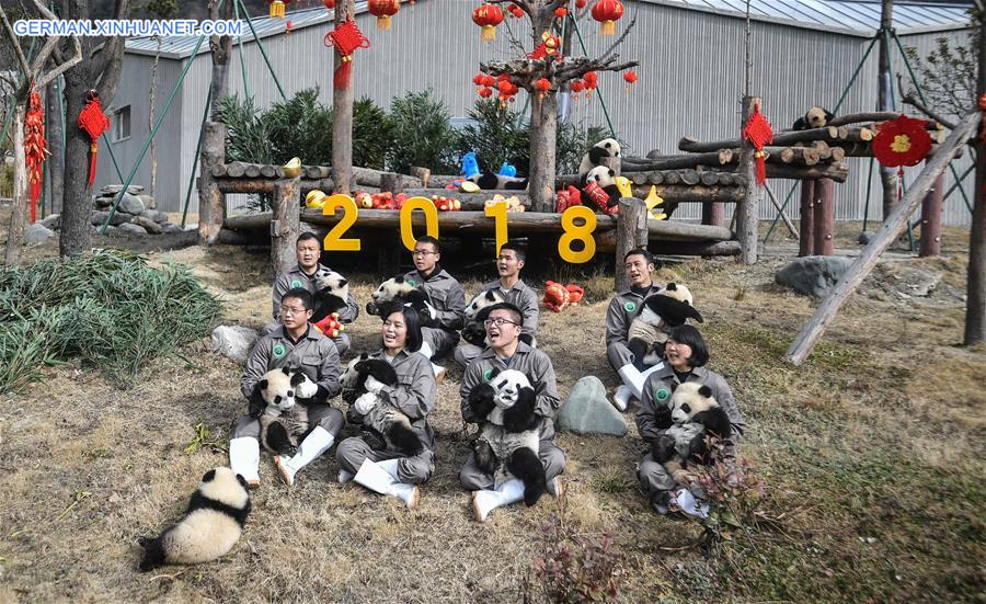 CHINA-SICHUAN-GIANT PANDA-SPRING FESTIVAL (CN)