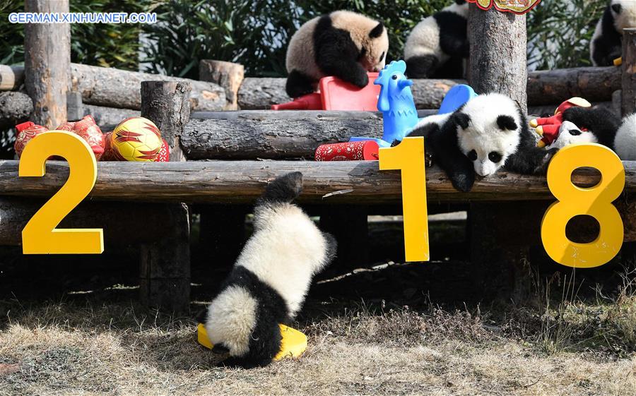 CHINA-SICHUAN-GIANT PANDA-SPRING FESTIVAL (CN)