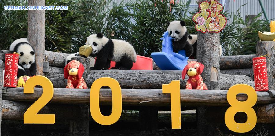 CHINA-SICHUAN-GIANT PANDA-SPRING FESTIVAL (CN)