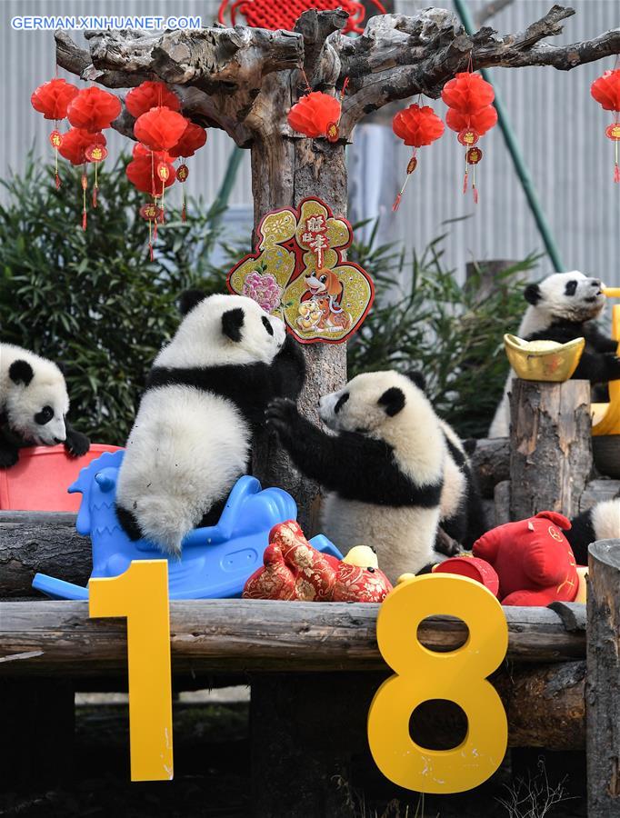 CHINA-SICHUAN-GIANT PANDA-SPRING FESTIVAL (CN)