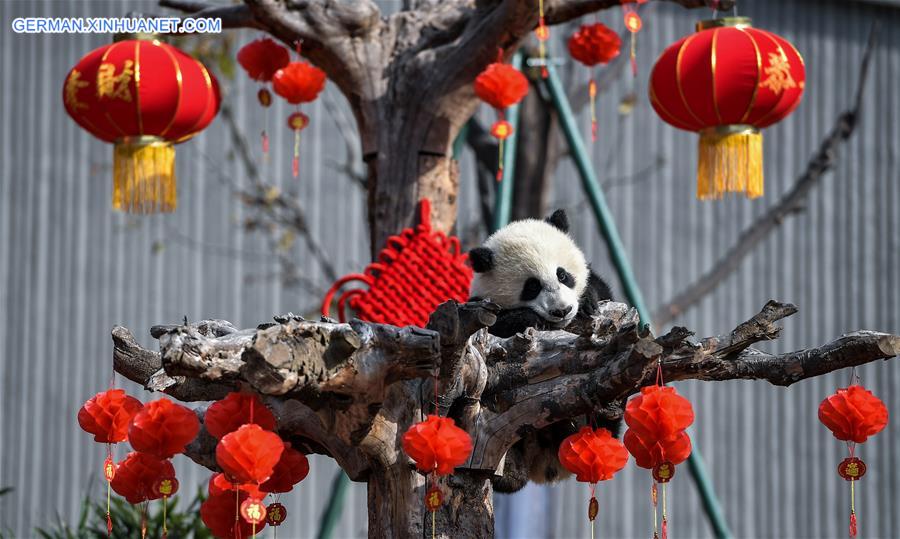 CHINA-SICHUAN-GIANT PANDA-SPRING FESTIVAL (CN)