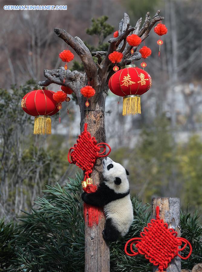 CHINA-SICHUAN-GIANT PANDA-SPRING FESTIVAL (CN)