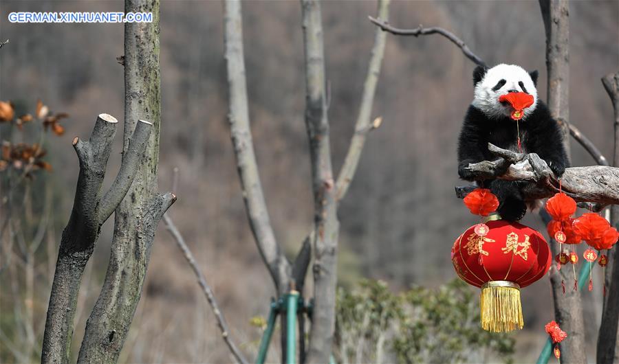 CHINA-SICHUAN-GIANT PANDA-SPRING FESTIVAL (CN)