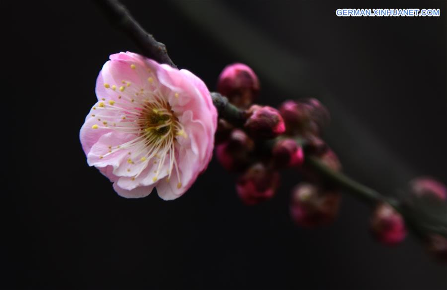 CHINA-WUHAN-WINTERSWEET FLOWERS (CN)
