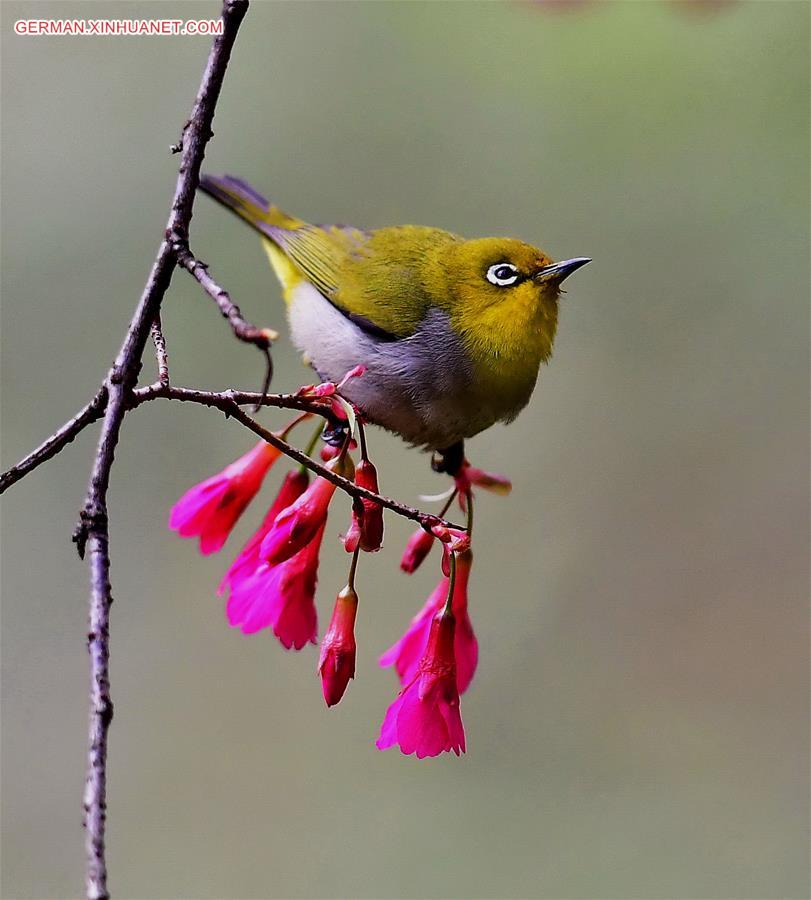 CHINA-FUJIAN-CHEERY BLOSSOM-BIRDS (CN) 