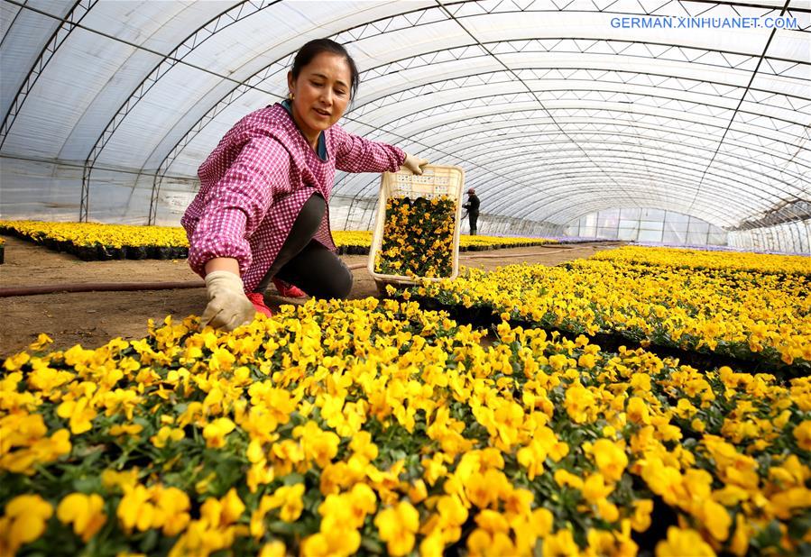 CHINA-HEBEI-LANGFANG-FLOWER PLANTING (CN)