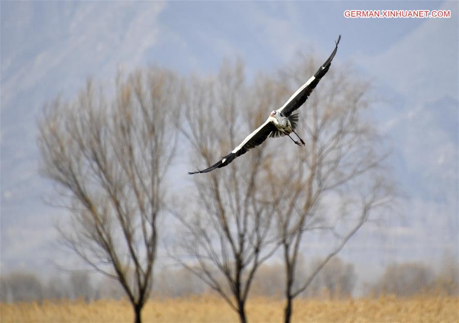 CHINA-BEIJING-WETLAND RESERVE-BIRDS (CN)