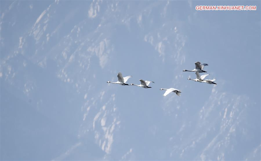 CHINA-BEIJING-WETLAND RESERVE-BIRDS (CN)