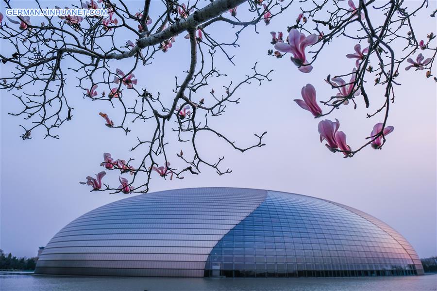 CHINA-BEIJING-SPRING-MAGNOLIA (CN)