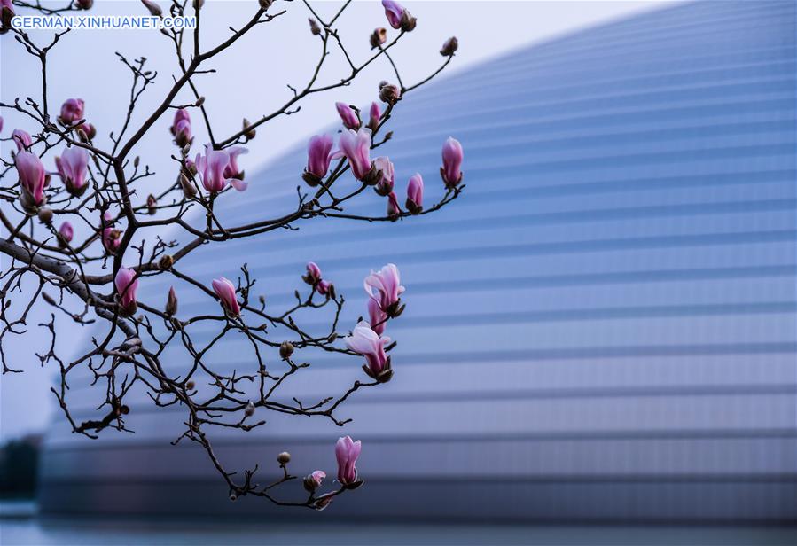 CHINA-BEIJING-SPRING-MAGNOLIA (CN)