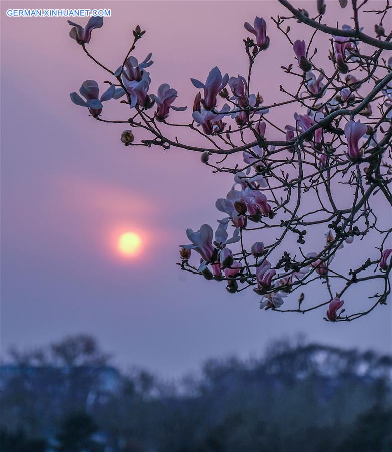 CHINA-BEIJING-SPRING-MAGNOLIA (CN)