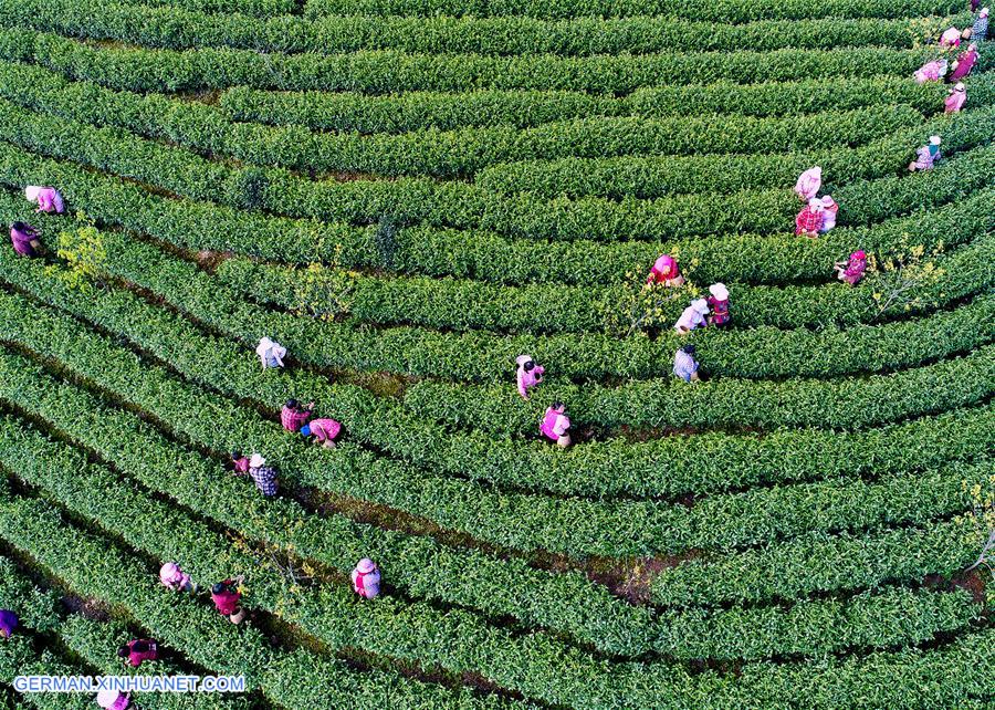 #CHINA-ZHEJIANG-ANJI-WHITE TEA-PICKING (CN)