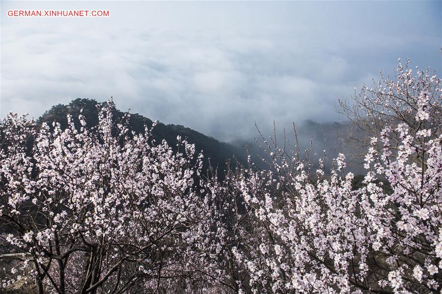 # CHINA-TIANJIN-MOUNTAIN-FLOWER(CN)
