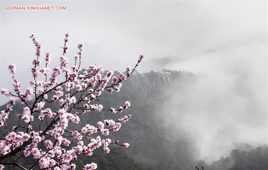 # CHINA-TIANJIN-MOUNTAIN-FLOWER(CN)