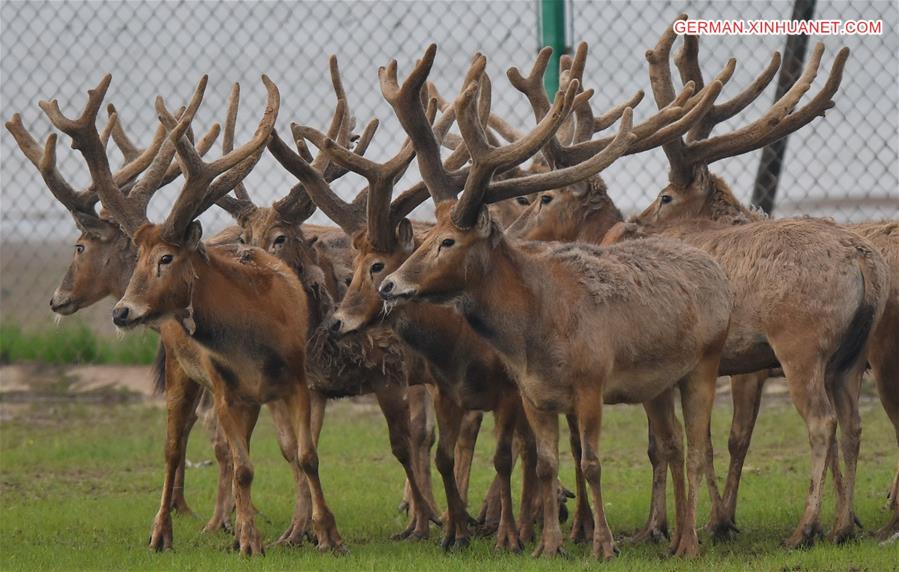 CHINA-WETLAND-WILDLIFE-MILU DEER (CN)