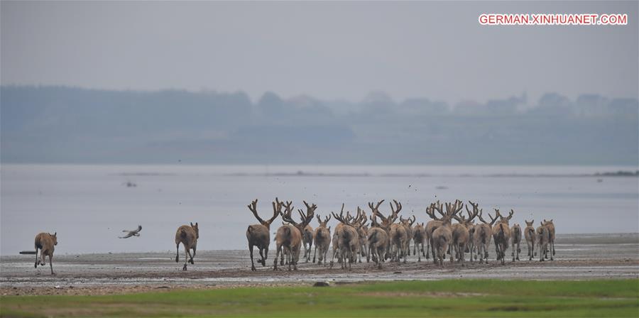 CHINA-WETLAND-WILDLIFE-MILU DEER (CN)