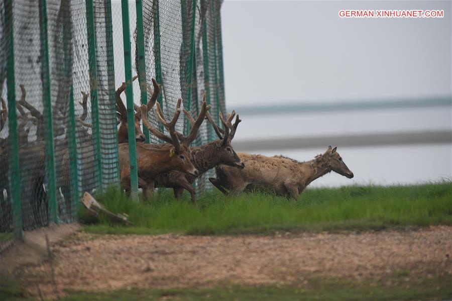 CHINA-WETLAND-WILDLIFE-MILU DEER (CN)