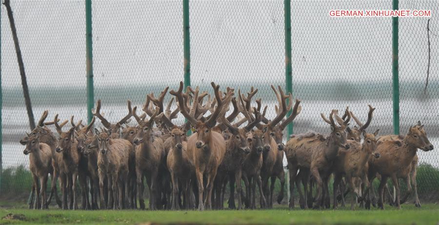 CHINA-WETLAND-WILDLIFE-MILU DEER (CN)