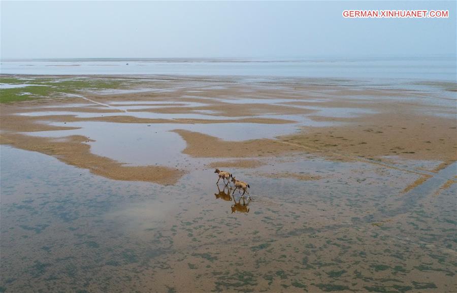 CHINA-WETLAND-WILDLIFE-MILU DEER (CN)