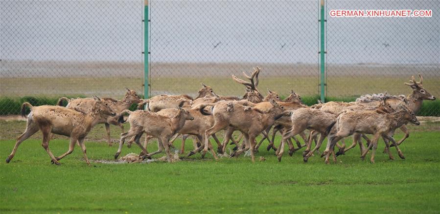 CHINA-WETLAND-WILDLIFE-MILU DEER (CN)