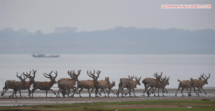CHINA-WETLAND-WILDLIFE-MILU DEER (CN)