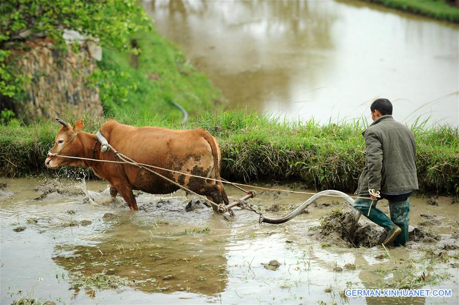 #CHINA-GUIZHOU-FARM WORK (CN)