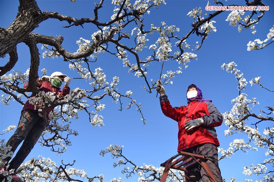 CHINA-HEBEI-ARTIFICIAL POLLINATION (CN)