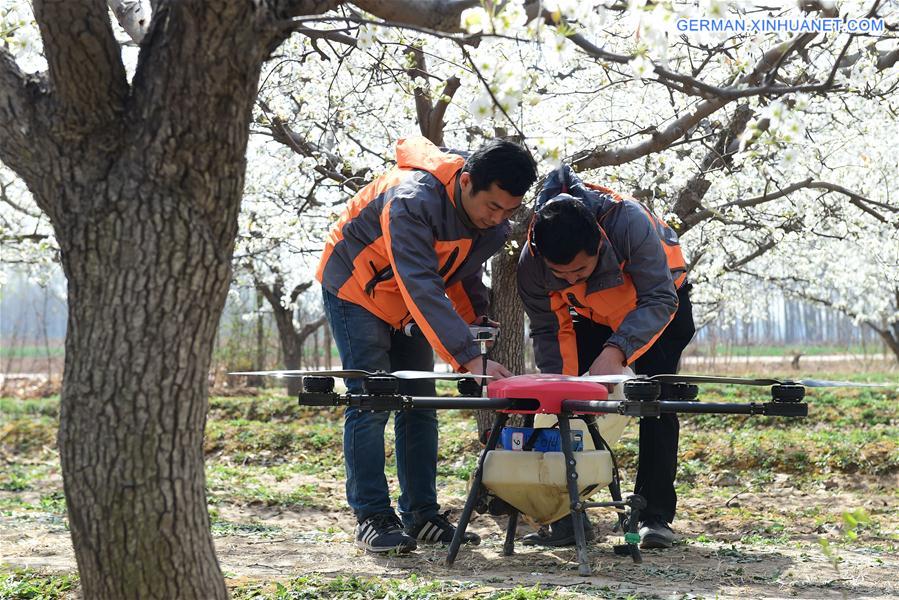 #CHINA-HEBEI-DRONE-POLLINATION (CN)
