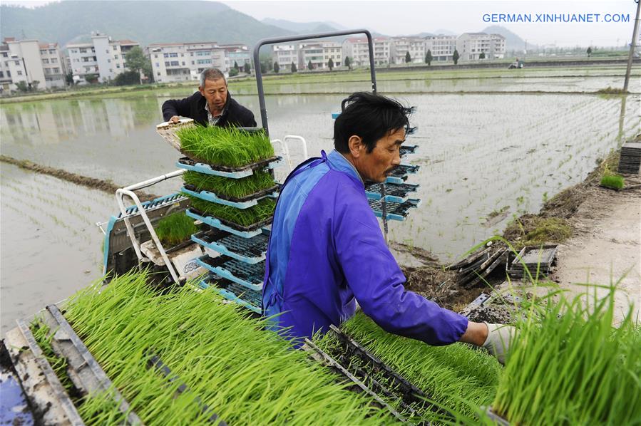 #CHINA-SPRING-FARM WORK (CN)