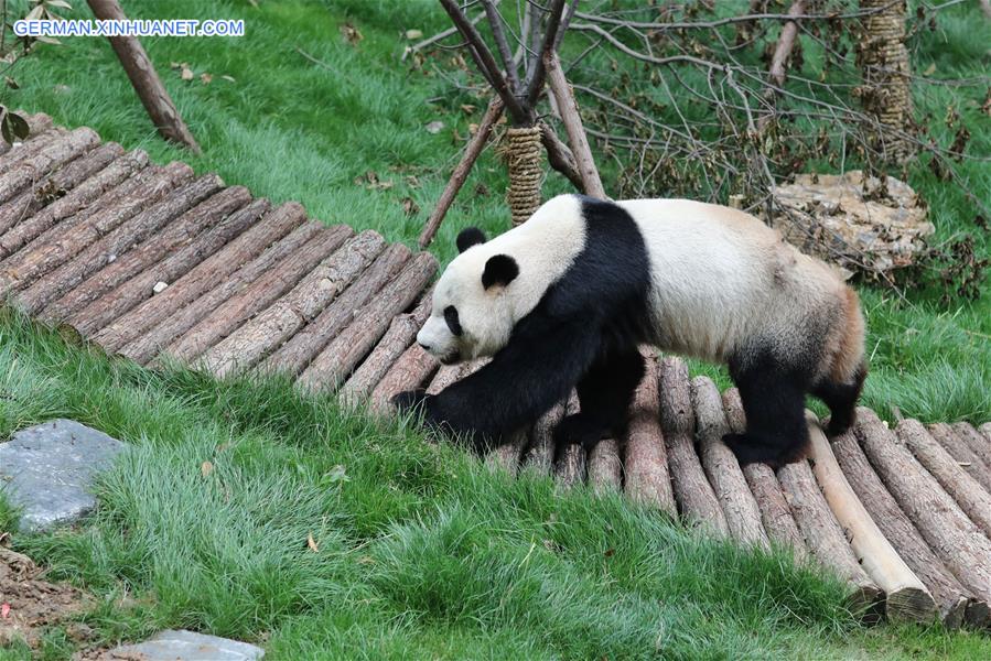 CHINA-GUIYANG-GIANT PANDAS-MEETING PUBLIC(CN)