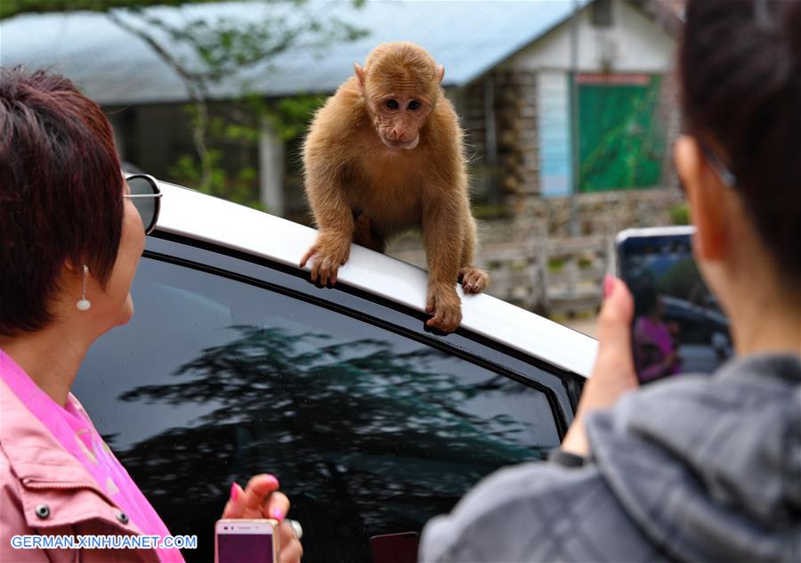 CHINA-NATURE-MOUNT WUYI-MACAQUE (CN)
