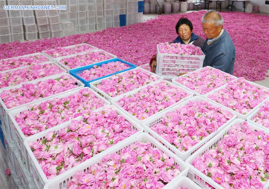 #CHINA-JIANGSU-ROSE PLANTING (CN)