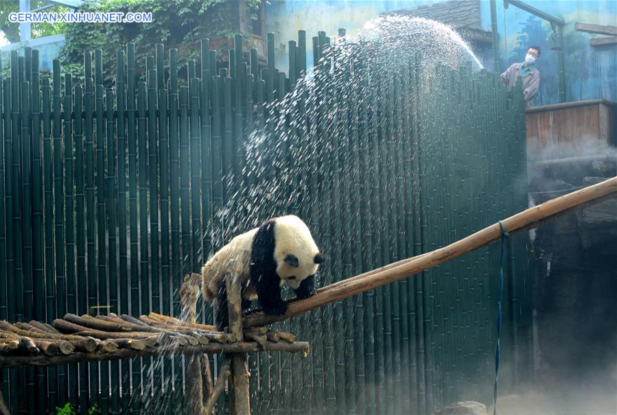 #CHINA-BEIJING-GIANT PANDA (CN)