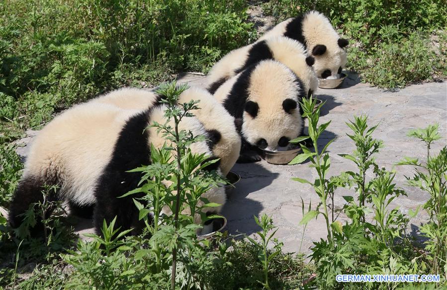 CHINA-SICHUAN-GIANT PANDA-SHENSHUPING PROTECTION BASE (CN)