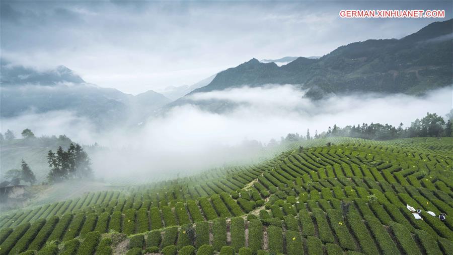 #CHINA-HUBEI-ENSHI YULU TEA (CN)