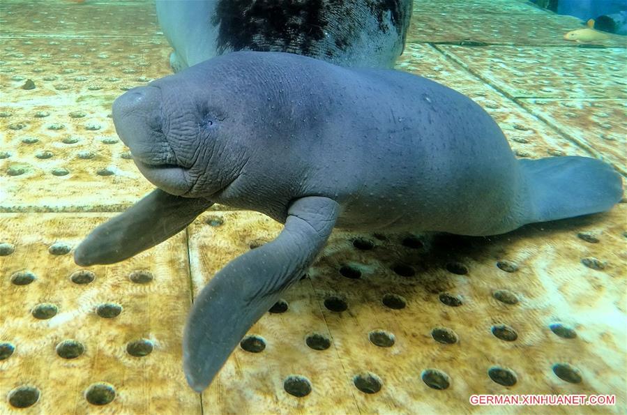 CHINA-GUANGDONG-ZHUHAI-AFRICAN MANATEE (CN)