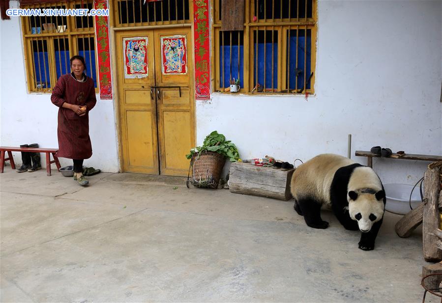 #CHINA-SICHUAN-PANDA-VILLAGE-WANDERING (CN*)