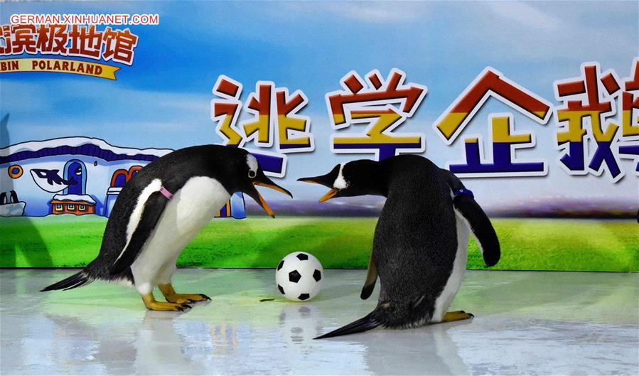 CHINA-HEILONGJIANG-PENGUINS-FOOTBALL GAME (CN)