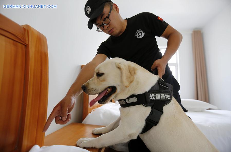 #CHINA-SHANDONG-LINYI-SNIFFER DOG-SHOW (CN) 