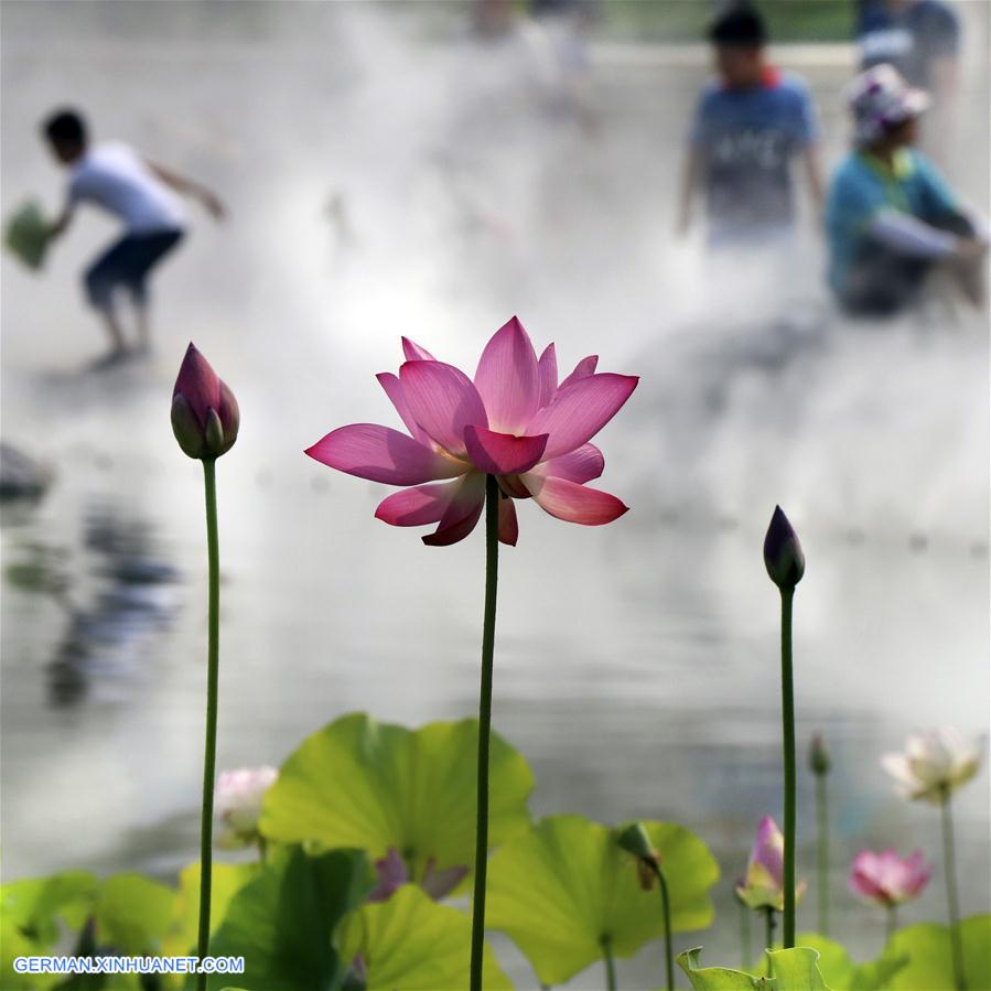 CHINA-BEIJING-LOTUS FLOWER (CN)