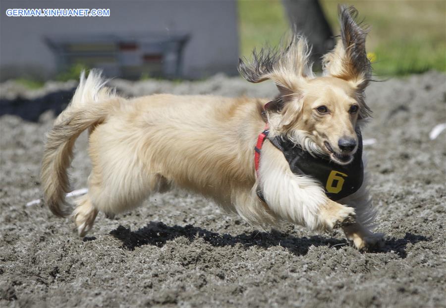 CANADA-VANCOUVER-WIENER DOG RACE