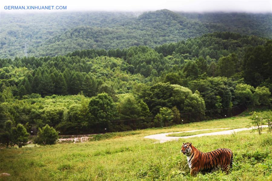 Xinhua Headlines: China to restore Siberian tiger population from captive-bred stock