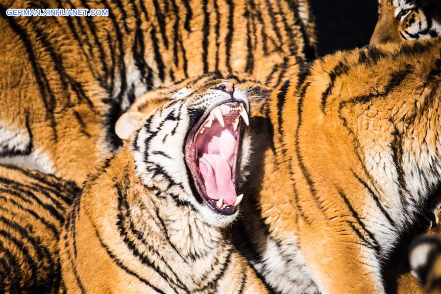 Xinhua Headlines: China to restore Siberian tiger population from captive-bred stock