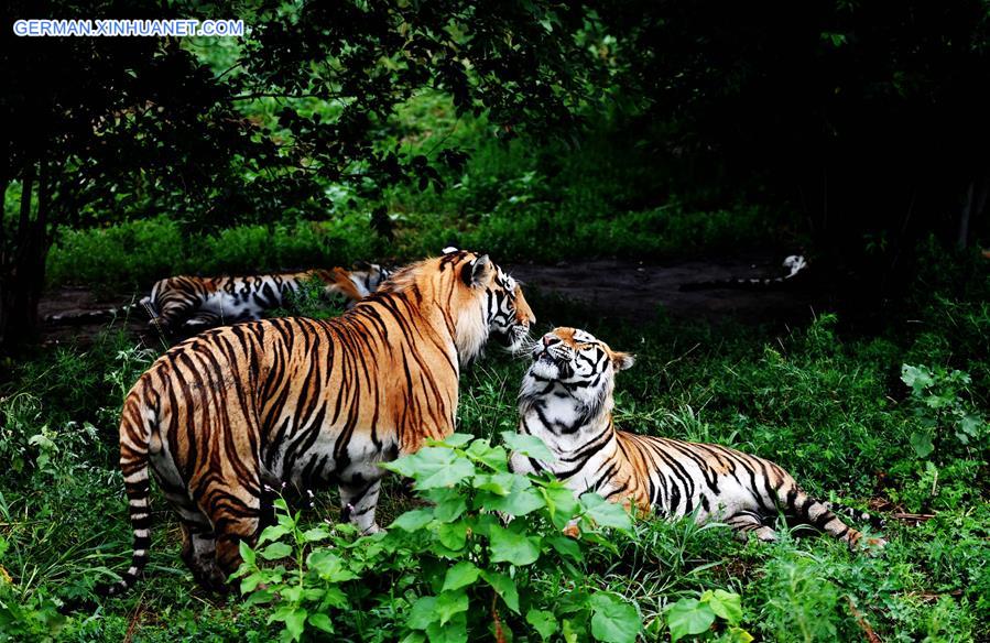 Xinhua Headlines: China to restore Siberian tiger population from captive-bred stock