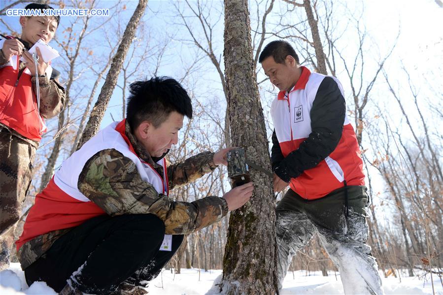 Xinhua Headlines: China to restore Siberian tiger population from captive-bred stock