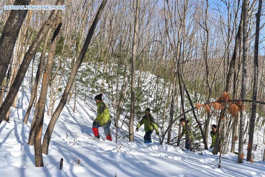 Xinhua Headlines: China to restore Siberian tiger population from captive-bred stock